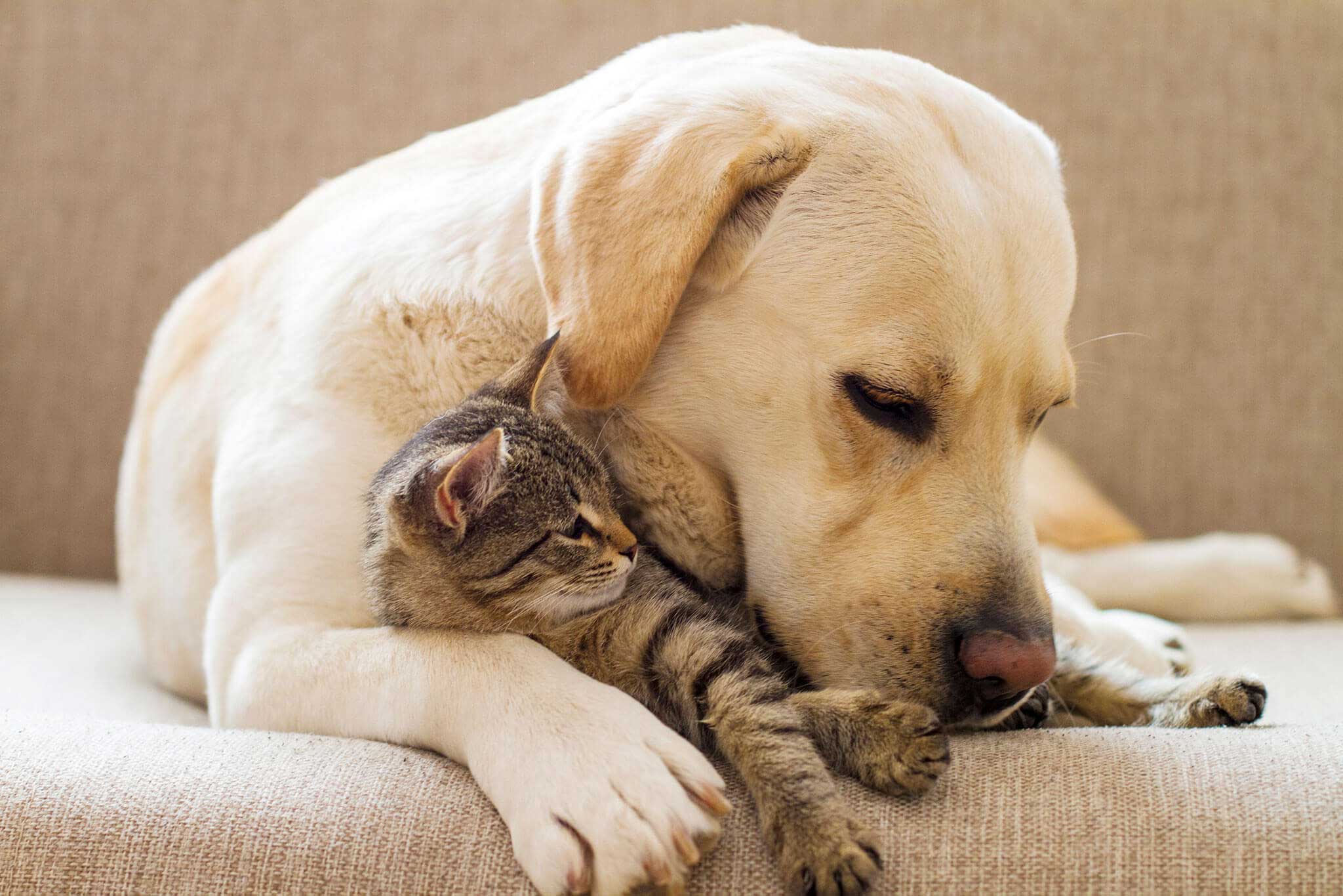 Femme avec chien